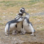 Cliquer pour agrandir